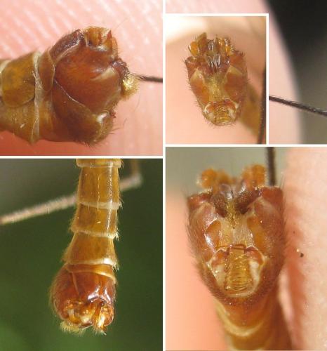 Réf. 284 172 : Tipula peliostigma